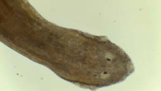 Planaria Under Microscope [upl. by Waligore585]