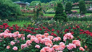 International Rose Test Garden 🌹  Portland Oregon  4K 60FPS HDR [upl. by Bortz]