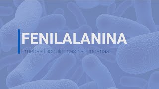 Prueba Bioquímica Fenilalanina [upl. by Kellina210]