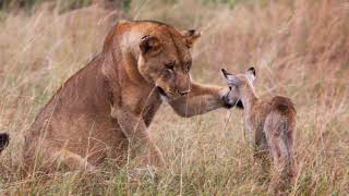 Löwe adoptiert Baby Antilope nach Angriff auf die Mutter [upl. by Pettiford]