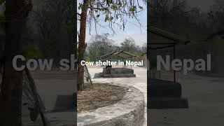 Cow shelter in Mahendranagar nepal [upl. by Weig]