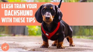 How to Leash Train Your Dachshund 6 Tips That Can HELP you Get Over The Line [upl. by Boigie]