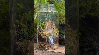 Mountain Man Jar Terrarium Tutorial everevolvingexotics tucson terrarium plantjar jarrarium [upl. by Earissed169]