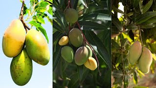 आम का पौधा कैसे लगाए  Mango 🥭 Plant Grow। [upl. by Occer]