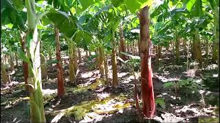 Banana farm plantasyon bannann Banana trees growing banana [upl. by Riley386]