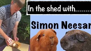 In the Shed with Simon Neesam Breeder amp Exhibitor of Abyssinian Peruvian amp Self Golden Guinea Pigs [upl. by Douty]