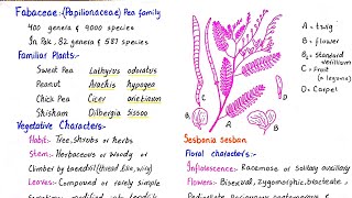 Family fabaceae  floral characters vegetative characters and economic importance  class 11 [upl. by Hodosh]