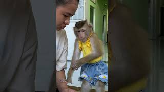 Monkey Lyly has expressions like a baby shorts monkey youtubeshorts viral animals petmonkey [upl. by Suilienroc]