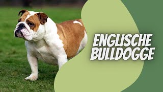 Englische Bulldoge  Video Rasseportrait [upl. by Eirehc]