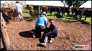 TIEMPO DE YERRA EN EL CAMPO vidacampestre [upl. by Anaihsat632]