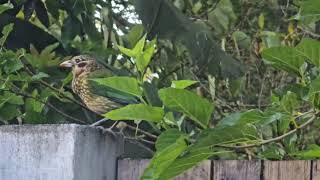 SPOTTED CATBIRD cairnslobster [upl. by Annazus]