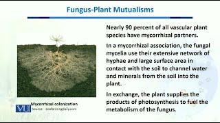 Fungus plant Mutualisms  Biodiversity amp EvolutionII  BT201Topic096 [upl. by Ocsisnarf901]