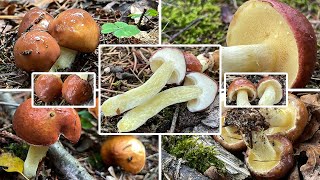 Körnchenröhrling Verwechslung amp Portrait  Schmerling Schälpilz Schalschwamm Suillus granulatus [upl. by Veronika]