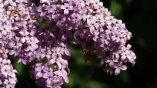 Prairie Yard amp Garden Lilacs [upl. by Nonie]