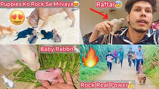 Sabhi Puppies Ko Kennel Mai Le Aaye🐶Sb Dogs Se Milvya😍 Raftar Kha Gayab Hogya🕊️ Rock Real Power🔥 [upl. by Dot]