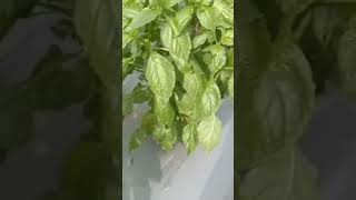 Cabe rawit kaliber 43 HST berkebun cabekaliber trendingpetanimilenial [upl. by Collie]