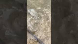 little tarwhine fishing aussie fish fishingaustralia beach bream viral viralvideo famous [upl. by Judi779]