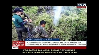 Plantasyon ng Marijuana nadiskubre sa Agusan del Sur P12M halaga nito sinunog ng mga otoridad [upl. by Kurt]