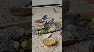 Snacking Time for our Budgies [upl. by Hayila324]