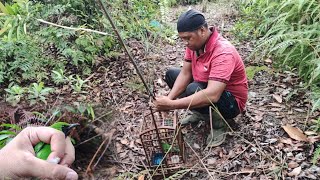 CUCAK MINI BODY BABON PINGIRAN HUTAN BUKIT BARISAN [upl. by Dav]