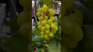 transfiguration grape anggur urbanfarming flonasia grapeyard grapeharvest [upl. by Cohlette]