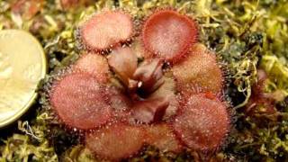 Drosera falconeri Petiolaris Sundew [upl. by Kroo]