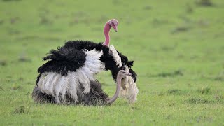 Ostrich Mating Dance [upl. by Anitsahs]