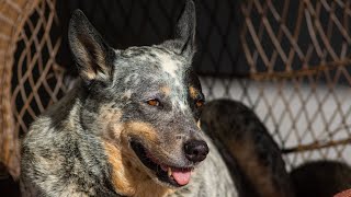 Learn About the Size of Australian Cattle Dogs [upl. by Jara]