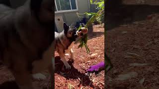 American Akita attacks toy squirrel [upl. by Eked142]