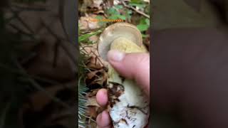 Boletus ReticulatusJuly 2024 asmr asmrmushrooms fungi boletus porchini mushroomhunting [upl. by Sapienza]