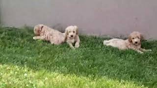 Miniature Labradoodle Puppies For Sale [upl. by Libnah]