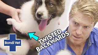 Chris SHOCKED By Deformed Puppy Born With Backward Facing Leg 😱 Full Episode  E51  Bondi Vet [upl. by Anelrac]