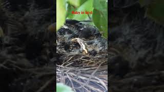 bird baby nest birds nest baby shortsyoutube youtubeshorts shorts viralvideo 10m bestsong [upl. by Eelyme]