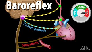 Baroreflex Regulation of Blood Pressure Animation [upl. by Seppala]