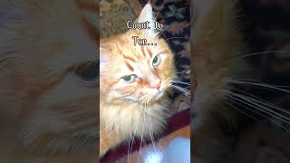 Orange Cat Mack Plays the Numbers cat shorts orange cat cutecat pets [upl. by Hilar614]