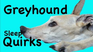 Does Your Dog Do This greyhound [upl. by Anujra]