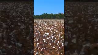 Cotton Fields Creedence Clearwater Revival Video [upl. by Aham]