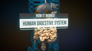 Human digestive system  How it works Animation [upl. by Oniram750]