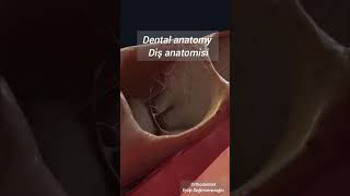 Dental anatomy Diş anatomisi dentistimplant ortodontist telismile beyazlatma estetik [upl. by Sadowski]