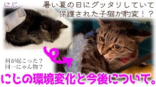 ND519【子猫】暑い夏の日にグッタリしていて保護された子猫が豹変！？にじの環境変化と今後について。【保護猫】 [upl. by Goat447]