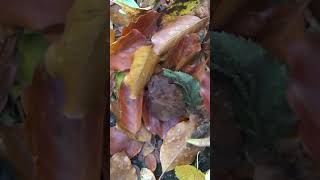 SATIFSFYING FALL LEAVES asmr asmrsounds asmrcommunity [upl. by Aielam]