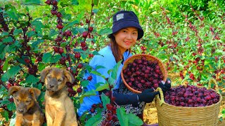 Harvesting ATISO FLOWER Goes to Market Sell  Weeding the Garden Farm Cooking [upl. by Eirised6]