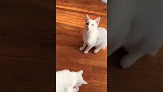 Viral kitten cat bestmoments rare entertainment funny best likeandsubscribe [upl. by Llerrah]