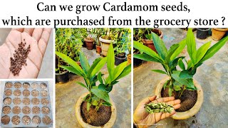 How to grow Cardamom from seeds at home ⎪Grow Cardamom Plants from your Kitchen Seeds [upl. by Otanutrof]