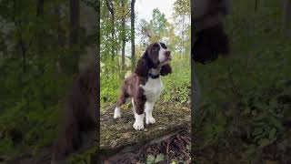 Springer Spaniel Out On A Big Adventure springerspaniel spaniel dogtraining [upl. by Pearline364]