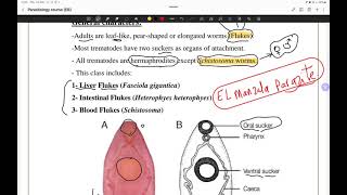 مراجعة ميد بارا أولي تمريض منصورة  trematodes 🪱 [upl. by Wolfie]