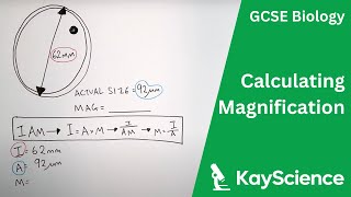 Calculating Magnification  GCSE Biology  kaysciencecom [upl. by Berthoud]