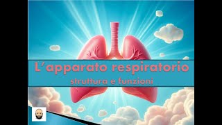 Apparato respiratorio La respirazione polmonare e quella cellulare [upl. by Llenna]