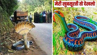 10 ऐसे सांप जिन्हें देखने के लिए नसीब लगता है 10 Most Beautiful Snakes [upl. by Ynattir833]