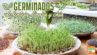 GERMINADOS en casa facilísimos y con 800 más nutrientes [upl. by Margret281]